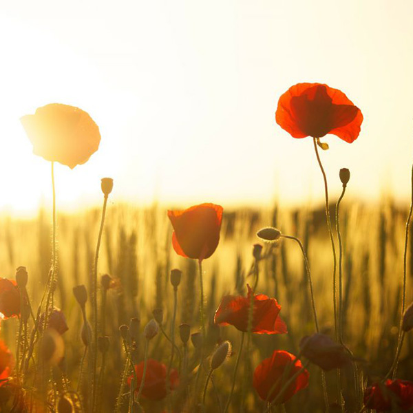 Monsieur Jean DRUELLE
